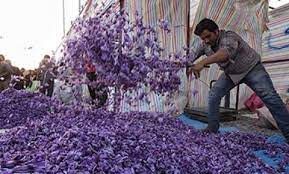فصل خرید گل زعفران؛ راهنمای خرید گل تازه و باکیفیت زعفران