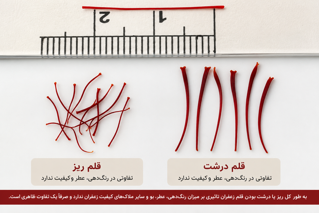 آیا ریز و درشت بودن قلم زعفران بر کیفیت آن تأثیر دارد یا فقط تفاوت ظاهری است؟ | بررسی کامل کیفیت، رنگدهی و ارزش خرید